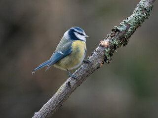 Obraz premium Blaumeise&nbsp;(Cyanistes caeruleu) 