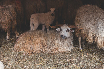 Fototapeta premium Sheep huddles closely together inside a barn, their thick wool illuminated by soft natural light, creating a rustic and authentic farm ambiance