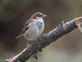 Haussperling (Passer domesticus) Männchen