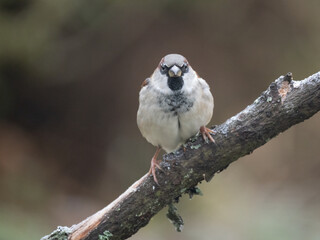 Haussperling (Passer domesticus) Männchen