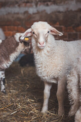 Fluffy lamb lies comfortably on straw inside a cozy barn, surrounded by other sheep, capturing the warmth and simplicity of farm life