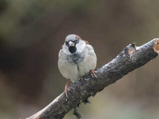 Haussperling (Passer domesticus) Männchen