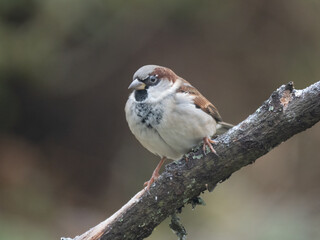 Haussperling (Passer domesticus) Männchen