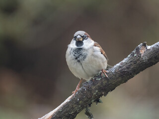 Haussperling (Passer domesticus) Männchen