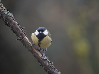 Obraz premium Kohlmeise (Parus major)