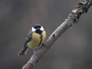 Fototapeta premium Kohlmeise (Parus major)