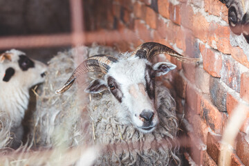 Sheep huddles closely together inside a barn, their thick wool illuminated by soft natural light, creating a rustic and authentic farm ambiance