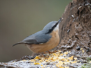 Kleiber (Sitta europaea)