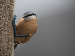 Kleiber (Sitta europaea)