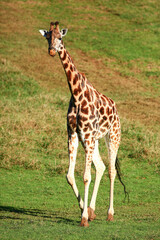 Obraz premium Closeup of Giraffe outdoors