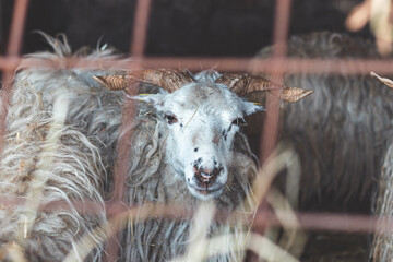 Sheep huddles closely together inside a barn, their thick wool illuminated by soft natural light, creating a rustic and authentic farm ambiance