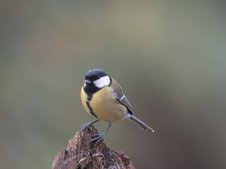 Obraz premium Kohlmeise (Parus major)