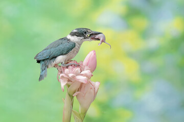 A young collared kingfisher preys on a baby mouse in a wild flower. This long and strong beaked bird has the scientific name Todiramphus chloris.