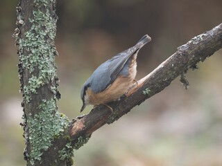 Kleiber (Sitta europaea)