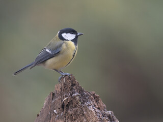Obraz premium Kohlmeise (Parus major)