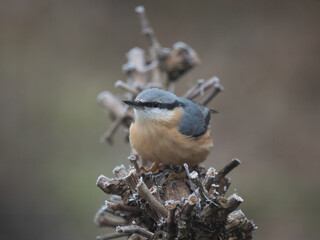 Kleiber (Sitta europaea)