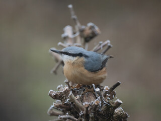 Kleiber (Sitta europaea)