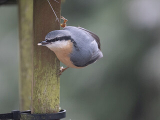Kleiber (Sitta europaea)