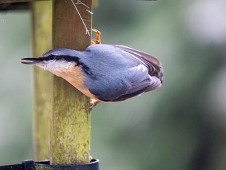 Kleiber (Sitta europaea)