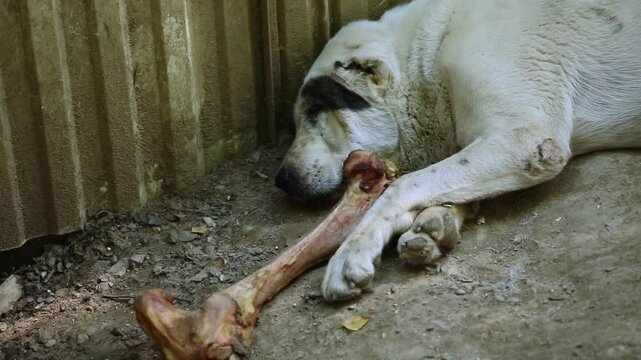 Sivas kangal dog rest. Kangal alabai dangerous dog funny sleeping. Security guardian dog. Close up on portrait of dog relaxing, Turkey, kangal.