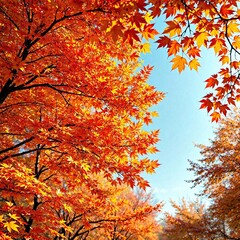 Vibrant orange and yellow maple leaves in autumn, nature scene, forest scenery, maple leaves