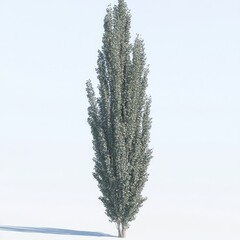Tall slender poplar tree with lush green foliage