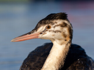 Haubentaucher (Podiceps cristatus) Jungvogel