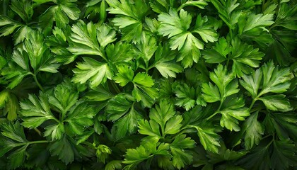 parsley or cilantro top view, AI generated