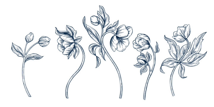 Hellebore botanical set hand drawn Isolated vector illustration. Christmas flower sketch template for card design invitation, packaging, poster, party, holiday decor. Engraving style xmas banner