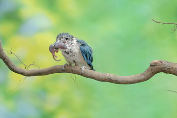 A young collared kingfisher preys on a baby mouse on a dry tree branch. This long and strong beaked bird has the scientific name Todirhamhus chloris.