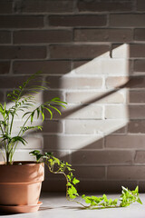 Various objects and vintage brick background with
shadows of sunlight coming through the window.