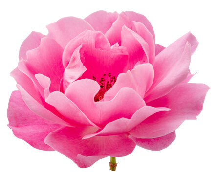 Pink rose or Bulgarian or Damask rose, is used as a flavoring ingredient in culinary and perfume production. File contains clipping path.