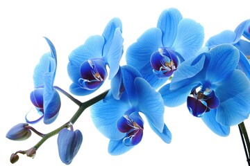 beautiful blue Orchid without background, bright blue Orchid flowers on a white background. isolate
