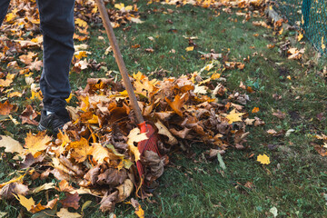 Close-up of a red rake amidst a colorful pile of autumn leaves in shades of yellow, orange, and...