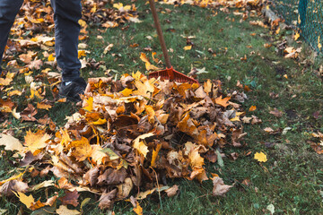 Close-up of a red rake amidst a colorful pile of autumn leaves in shades of yellow, orange, and...
