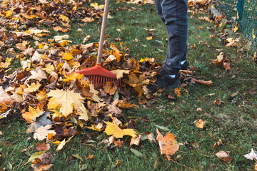 Man in a yellow sweater and beanie raking autumn leaves in a colorful forest. The golden foliage...