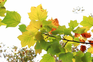 色づいたユリノキの葉