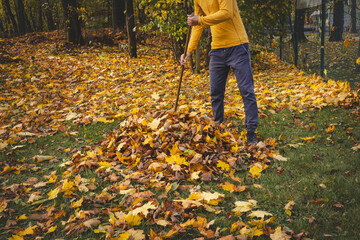 Man in a yellow sweater and beanie raking autumn leaves in a colorful forest. The golden foliage...