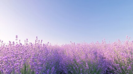 Obraz premium Lavender Serenity, vibrant purple flowers in full bloom stretching across a tranquil field under a clear blue sky, embodying nature's peaceful beauty and charm.