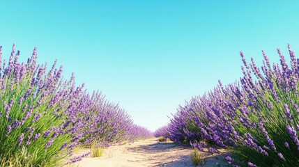 Obraz premium Lavender Serenity, a vast field of vibrant purple blooms under a clear blue sky, embodies tranquility and the serene beauty of nature's colorful expanse.