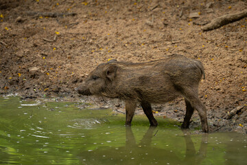 Wild boar in the woods
