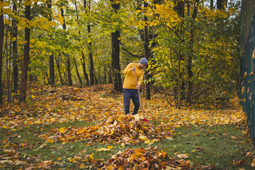 Man in a yellow sweater and beanie raking autumn leaves in a colorful forest. The golden foliage...