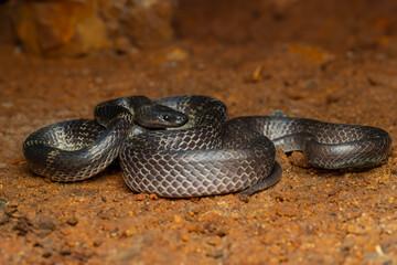 Travancore Wolf snake ( Lycodon travancoricus ) is a species of wolf snake endemic to western ghats
