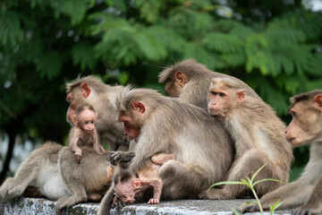 Naklejka premium Bonnet macaque family sitting along the wall of ghat road