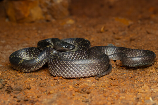 Travancore Wolf snake ( Lycodon travancoricus ) is a species of wolf snake endemic to western ghats