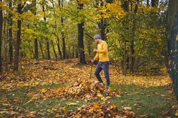 Man in a yellow sweater and beanie raking autumn leaves in a colorful forest. The golden foliage...