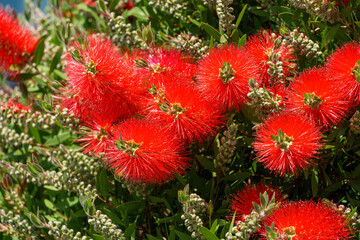 Callistemon rigidus blossoms with red bottlebrush flowers branch on beautiful green bokeh background. Callistemon bush on Sochi Sirius street. Selective focus close-up. Nature concept