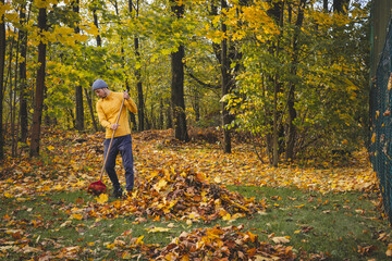 Man in a yellow sweater and beanie raking autumn leaves in a colorful forest. The golden foliage...