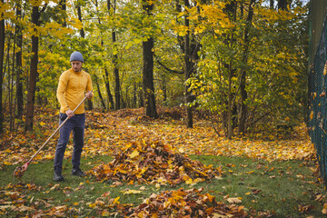 Man in a yellow sweater and beanie raking autumn leaves in a colorful forest. The golden foliage...