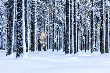 Naklejka premium Snowy Forest in Winter Light